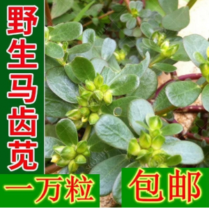 野生食用马齿苋种子马芷苋半枝莲太阳花蚂蚱菜新鲜马苋菜野菜蔬菜